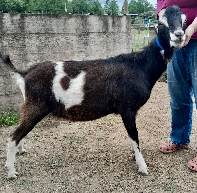 la mancha kid side view